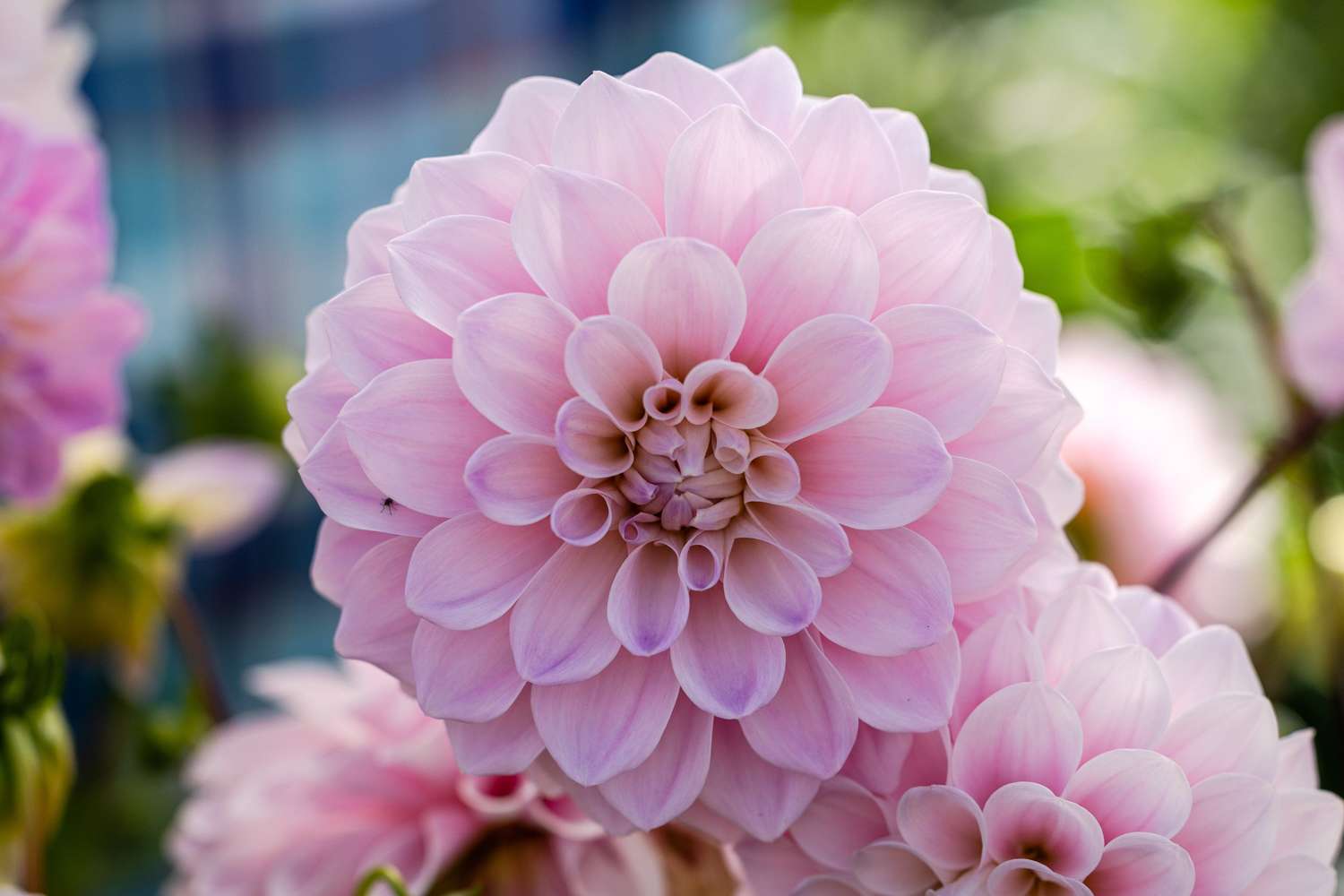 Dahlie 'Sweet Nathalie'